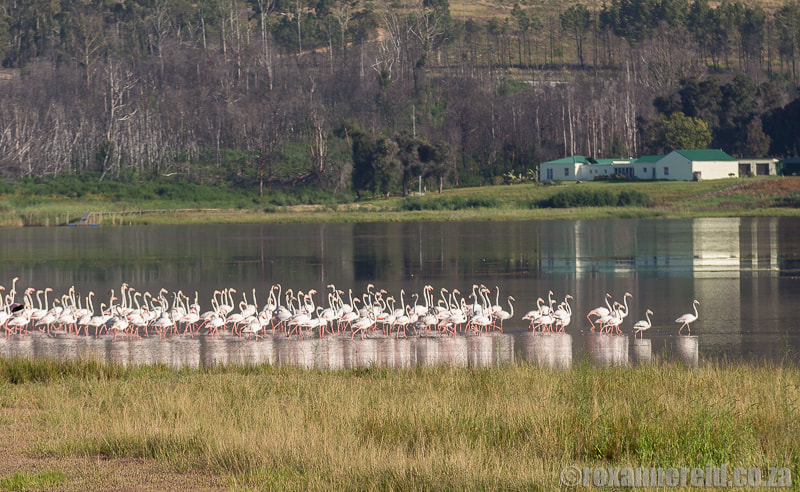 Birding at Stanford: flamingos