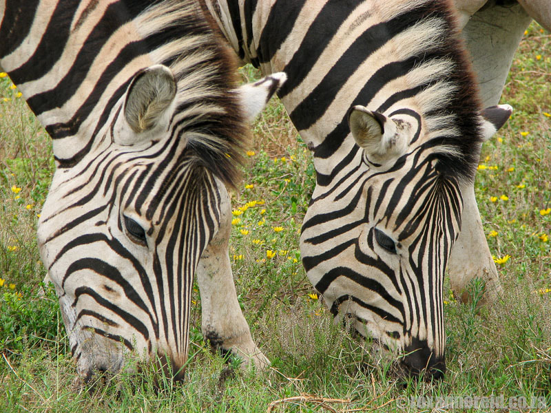 Addo safari: go on a game drive to see zebras at Addo Elephant Park