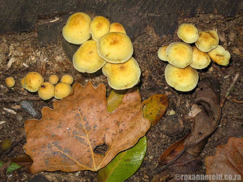 Funghi in the Alexandria Forest in the greater Addo Elephant National Park