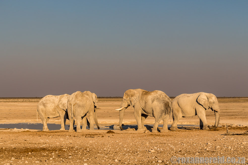 Elephants on an Etosha national park safari