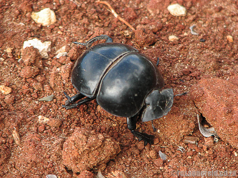 The flightless dung beetle of Addo Elephant National Park