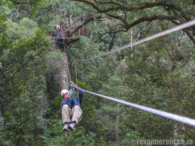 Things to do in Africa: Tsitsikamma Canopy Tours, South Africa