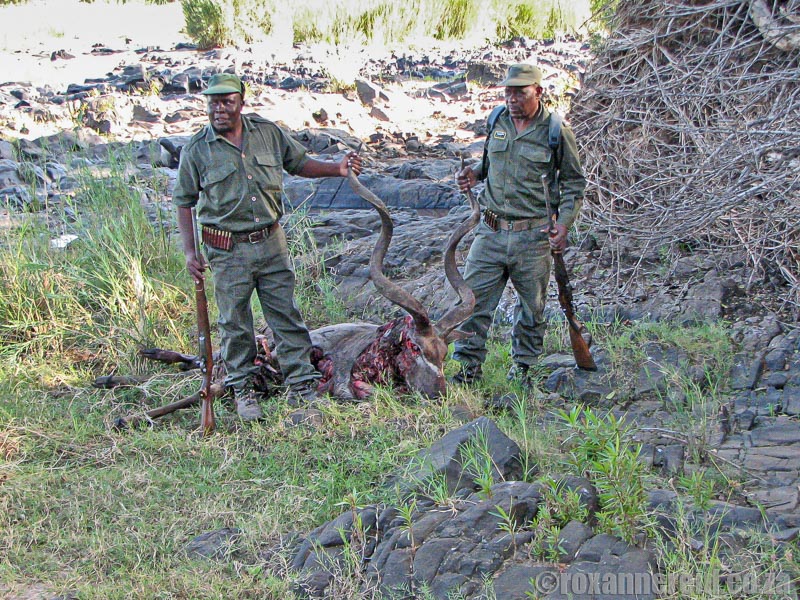 Lion kill on Kruger National Park trails