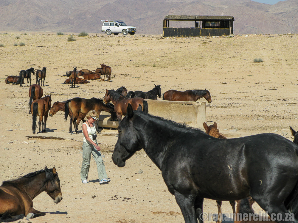 The wild horses of Aus in Namibia
