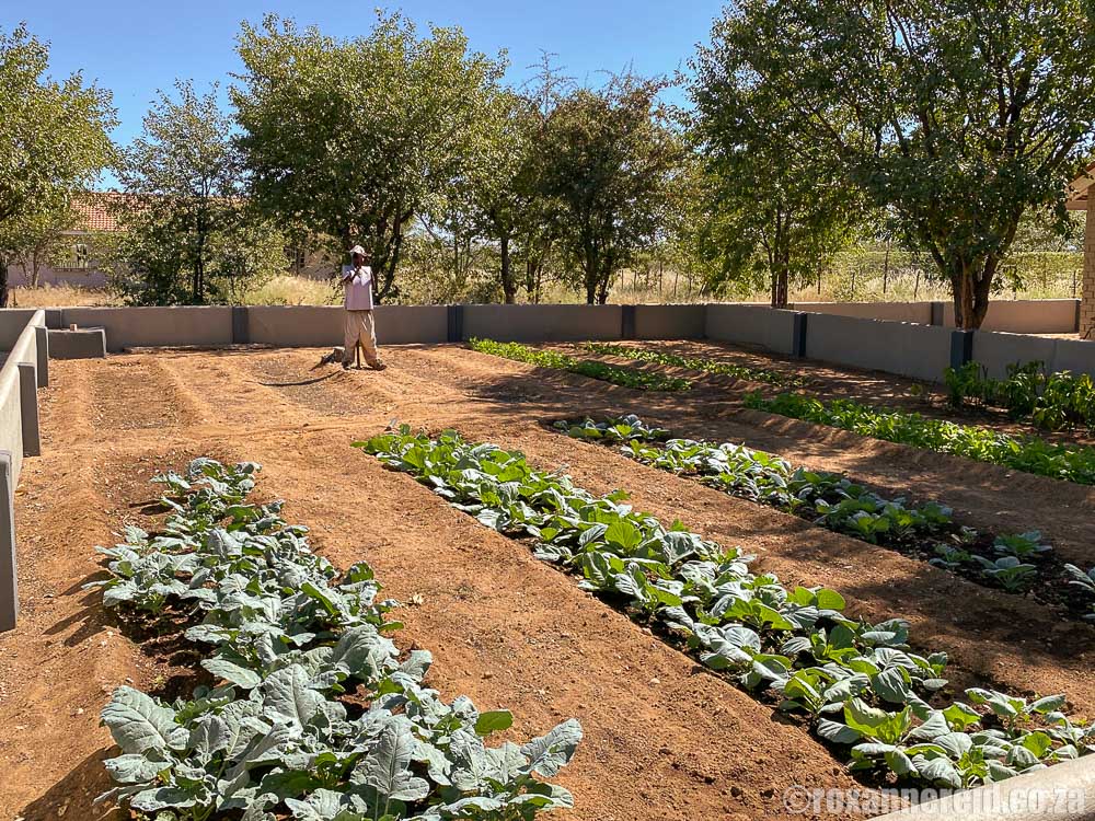 Walled vegetable gardens at Damara Mopane Lodge