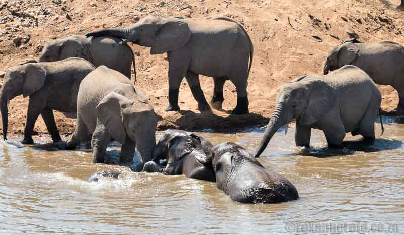 Elephants crossing the river, Kruger Park