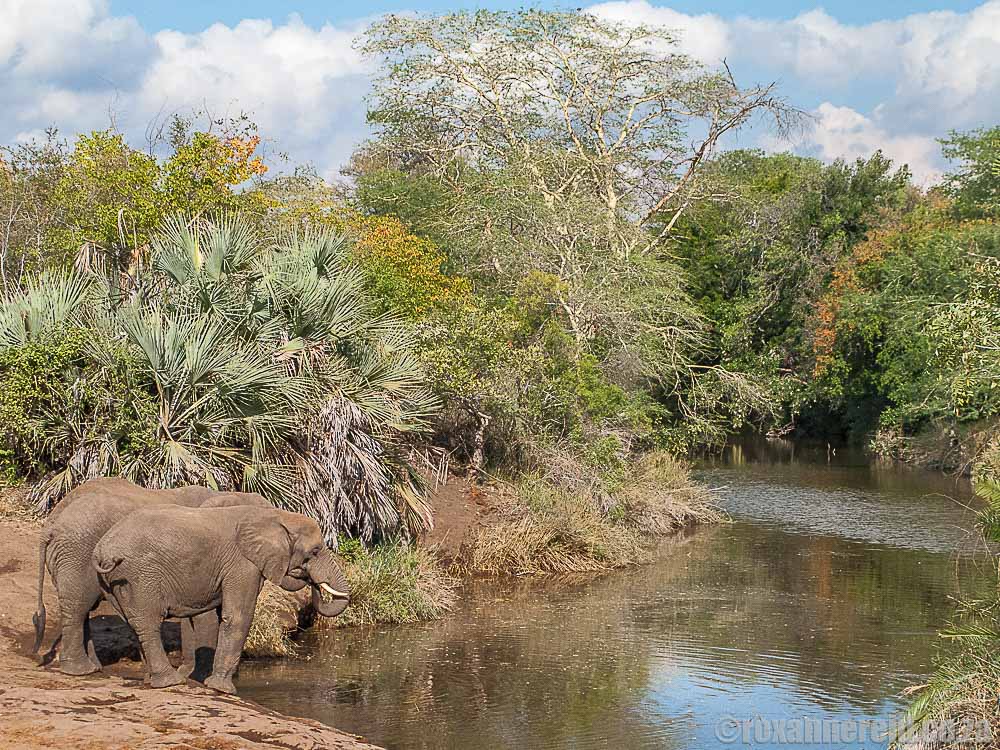 Fun elephant facts, Kruger National Park