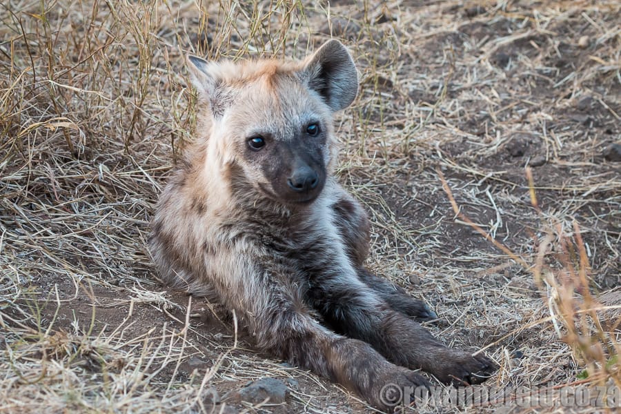 Hyena cub, Kruger National Park