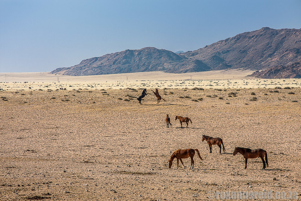 Namibia wildlife: wild horses of Aus