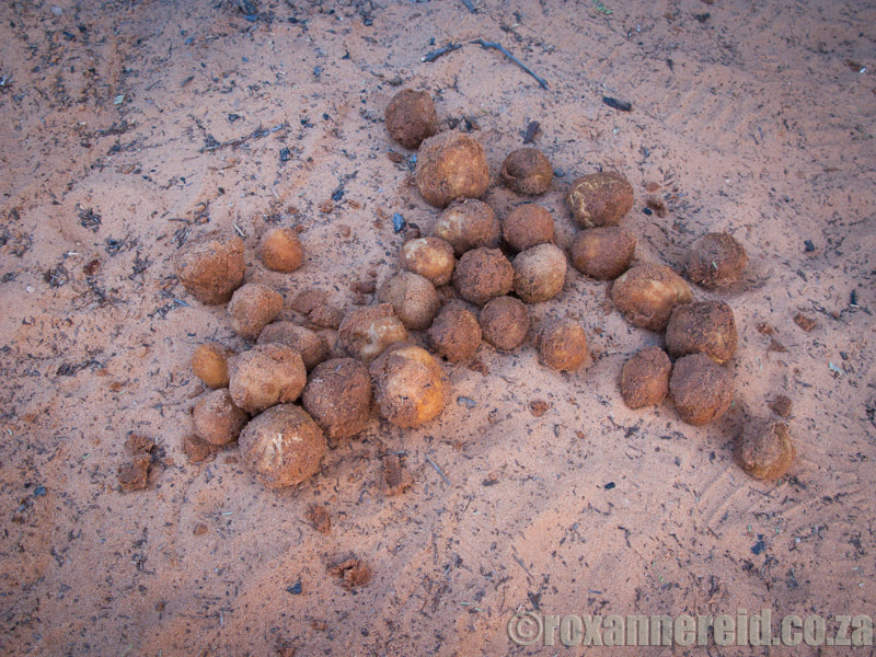 Kalahari truffles from the Kgalagadi Transfrontier Park