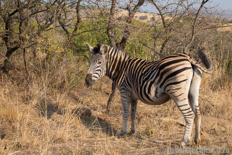 Zebra at Ithala Game Reserve, KZN