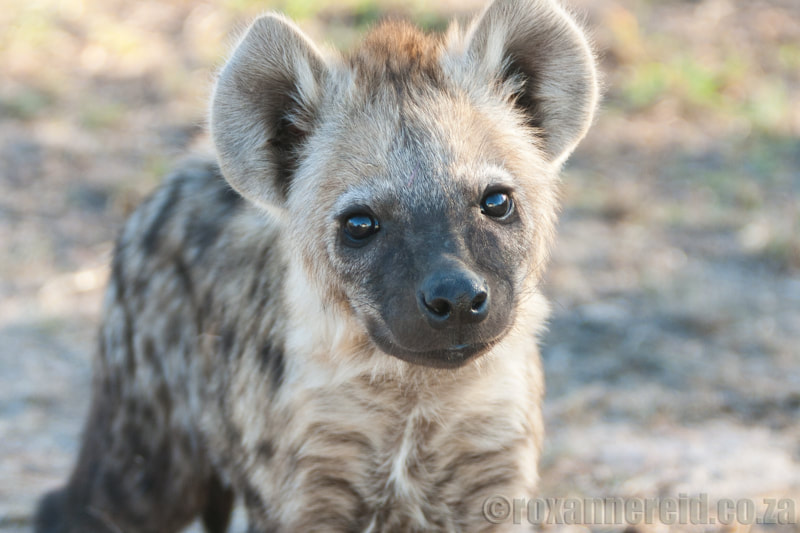 Spotted hyena cub, Okavango Delta, Botswana
