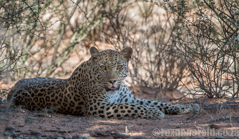 Leopard, Kgalagadi Transfrontier Park, Kalahari, Southern Africa