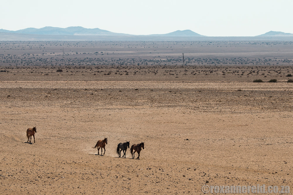 The wild horses of Aus in Namibia