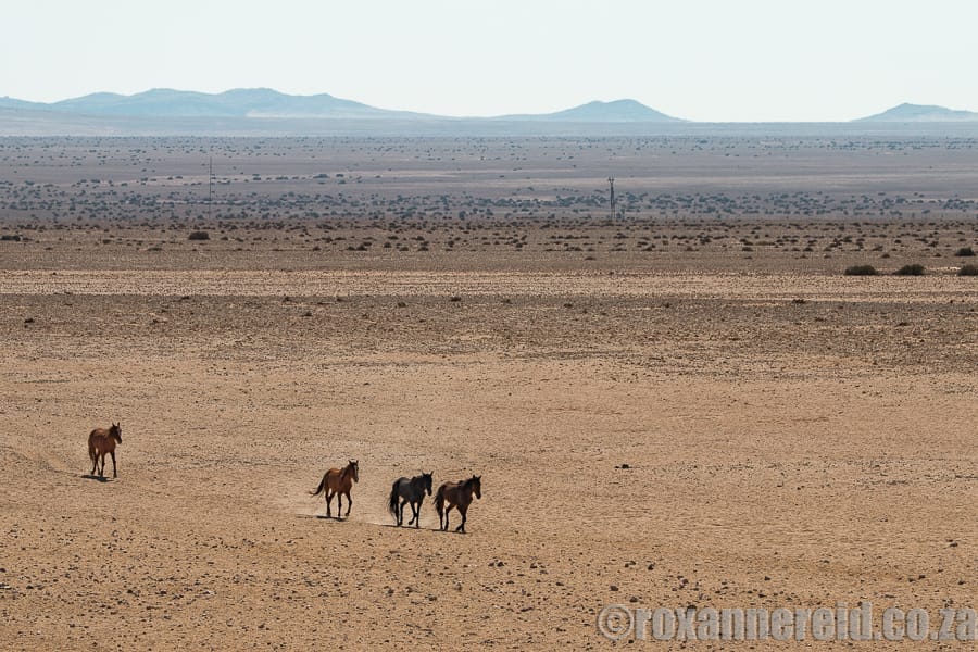 Wild horses of Aus, Namibia