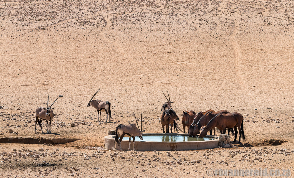 Wild horses drinking at Garub waterhole, Aus, Namibia