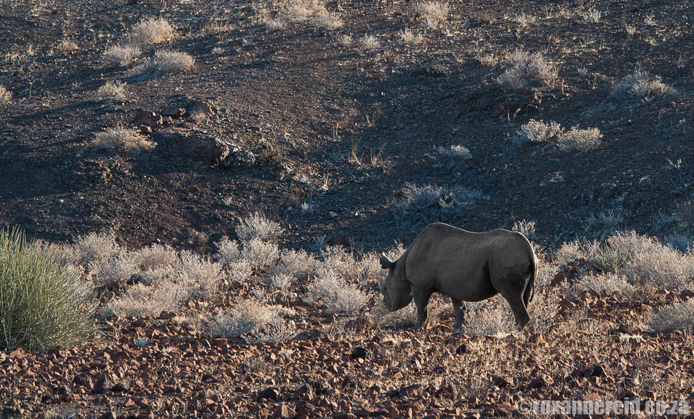 Desert rhino, Palmwag Concession
