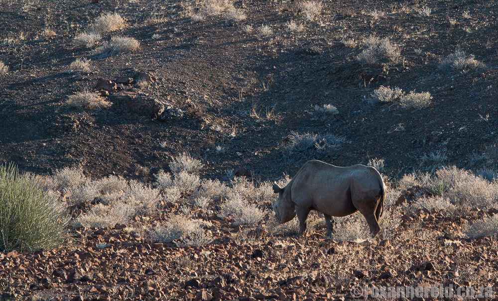 Game Namibia: desert-adapted rhino