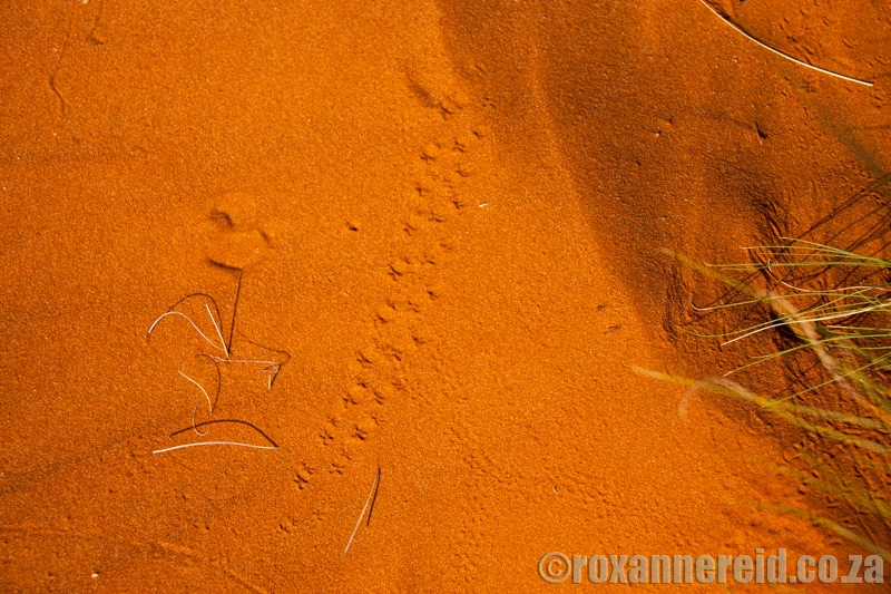 Red sand, Kgalagadi Transfrontier Park, Kalahari, Southern Africa