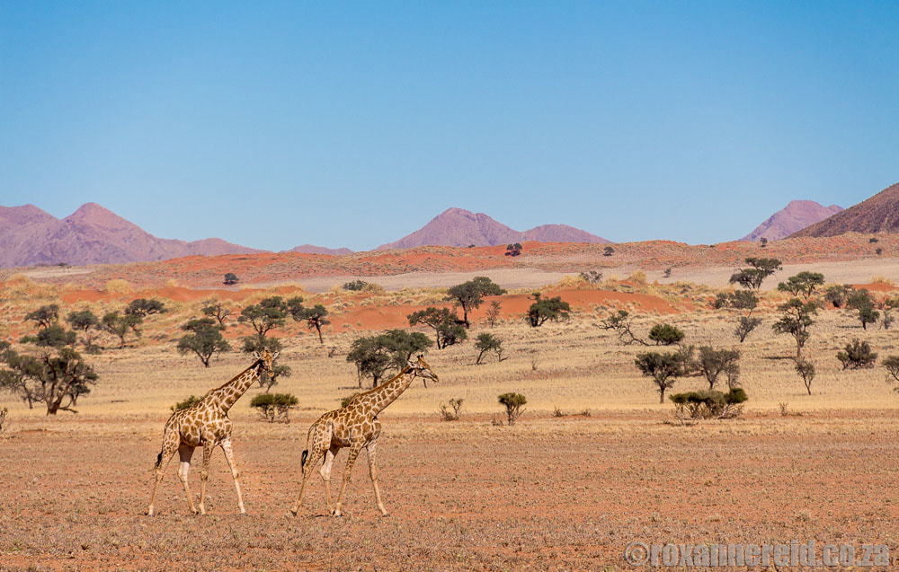 Game Namibia: NamibRand Nature Reserve