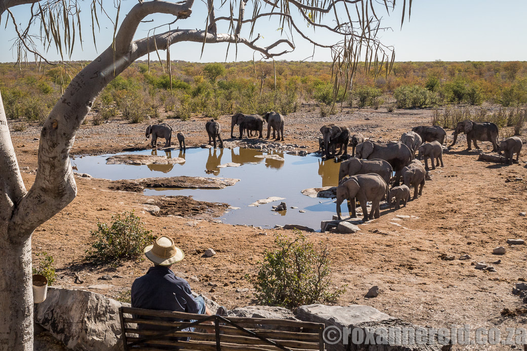 Moringa, 12 of the best waterholes at Etosha National Park, Namibia