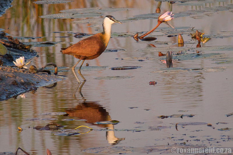 African jacana and water lilies