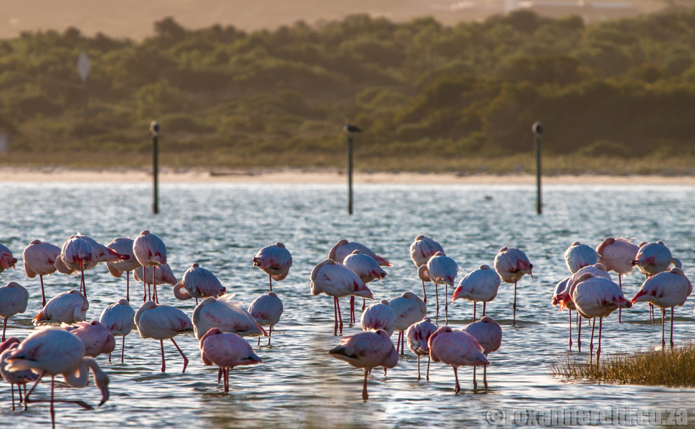 Flamingos on Langebaan Lagoon