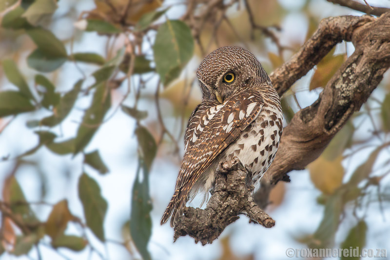 Birding at Tembe - African barred owlet