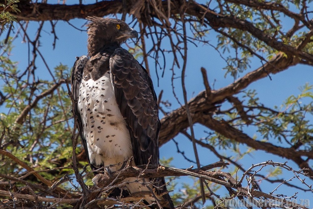 Martial eagle, Kgalagadi Transfrontier Park, Kalahari, Southern Africa