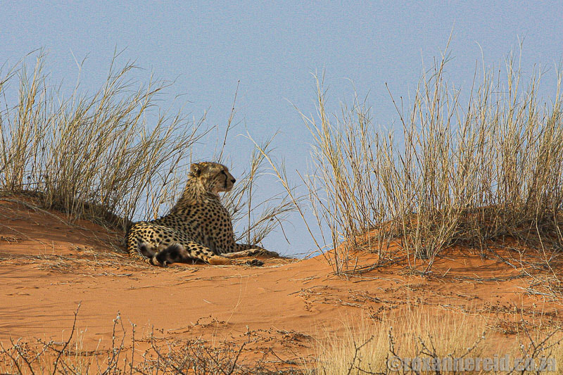 Cheetah in Kgalagadi Tranfrontier Park Botswana