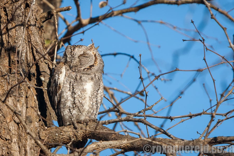 African scops owl, Kruger National Park