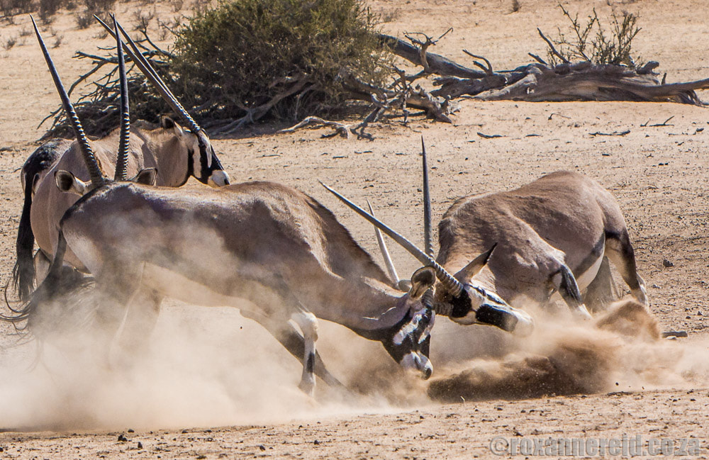 Oryx, Kalahari safari, Botswana
