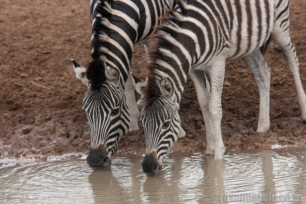 Zebras at Hluhluwe Game Reserve, KwaZulu-Natal, South Africa