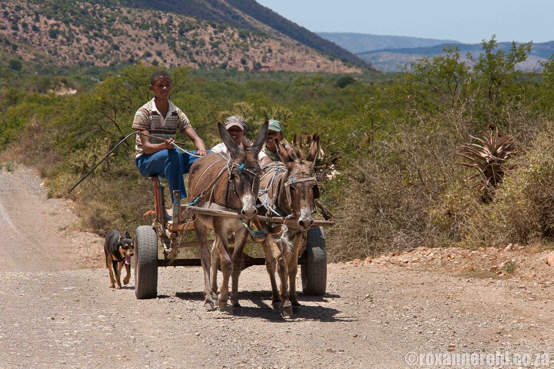 Donkey cart in the Baviaanskloof, Eastern Cape