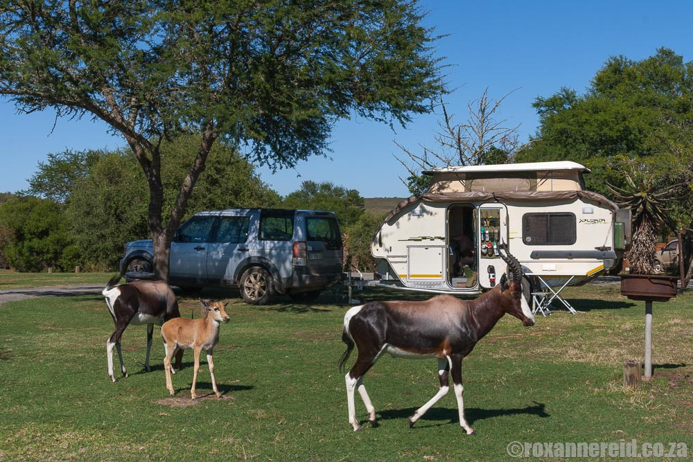 Swellendam camping: Bontebok National Park