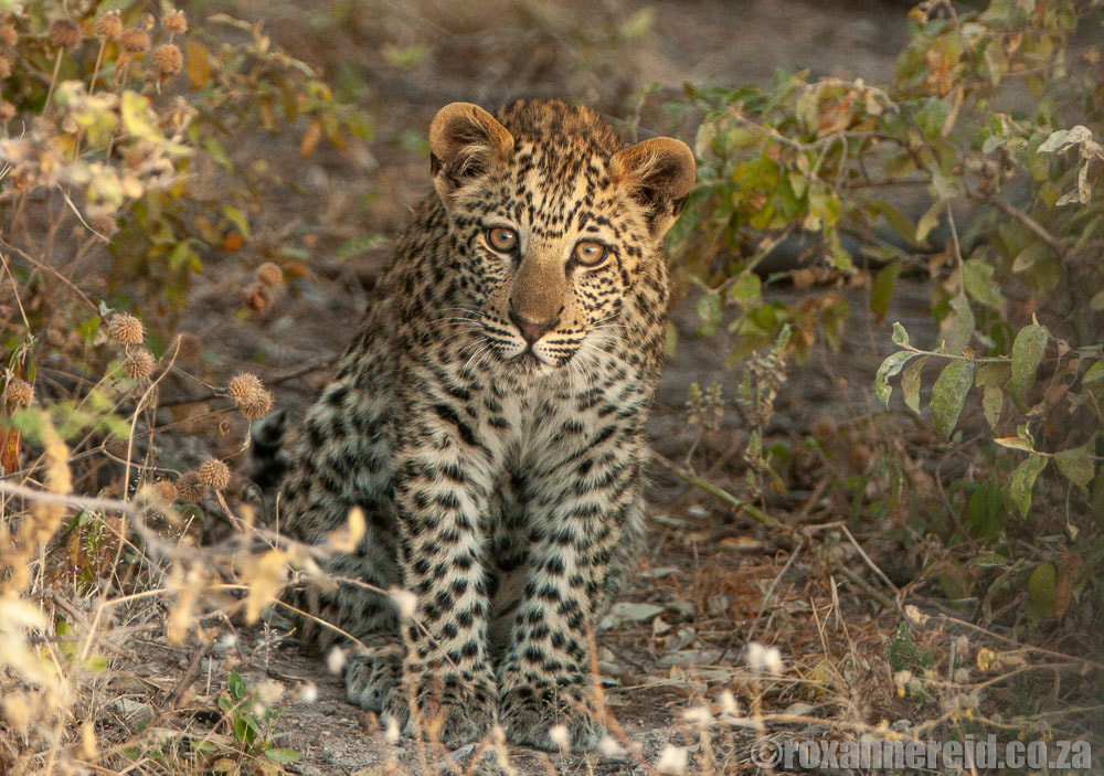 Leopard cub on an Etosha safari