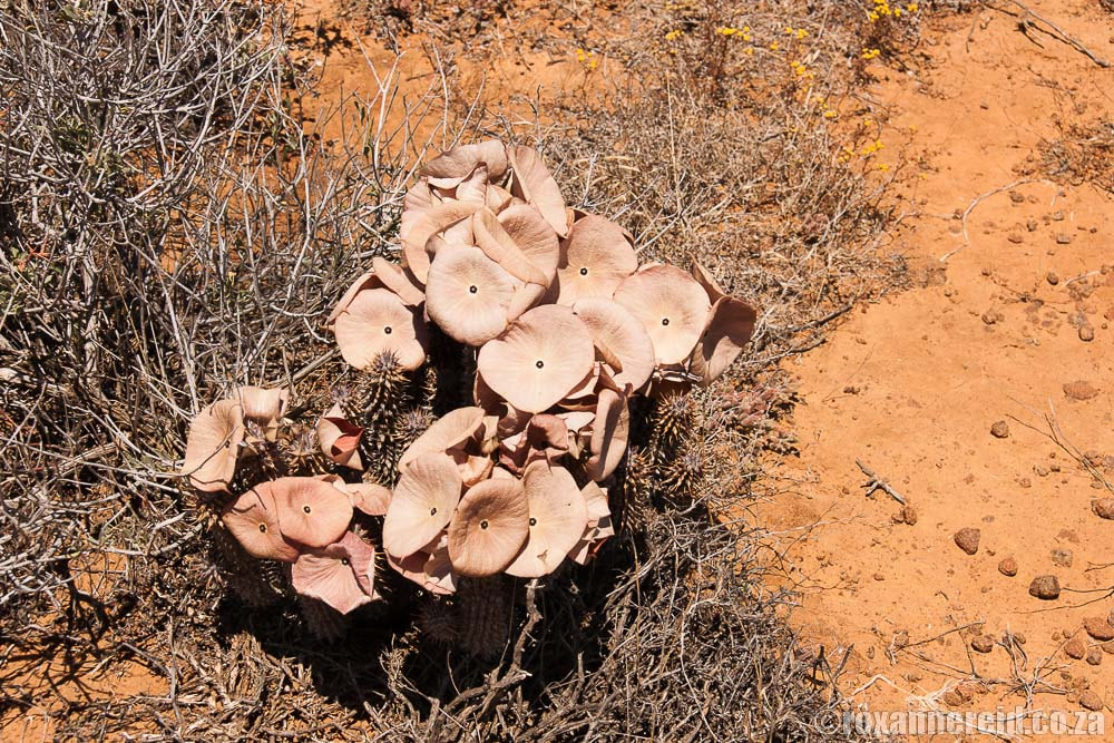 Tankwa Karoo National Park plants: Hoodia gordonii