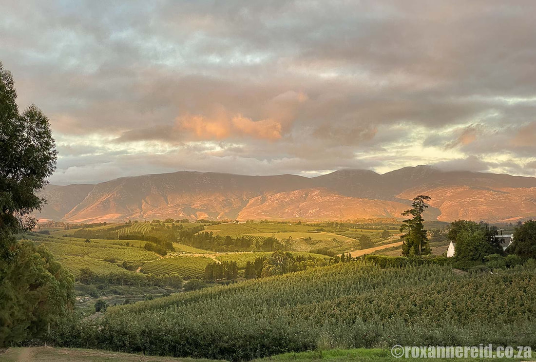 What to do in Elgin in the Overberg, a fertile valley of vineyards and orchards