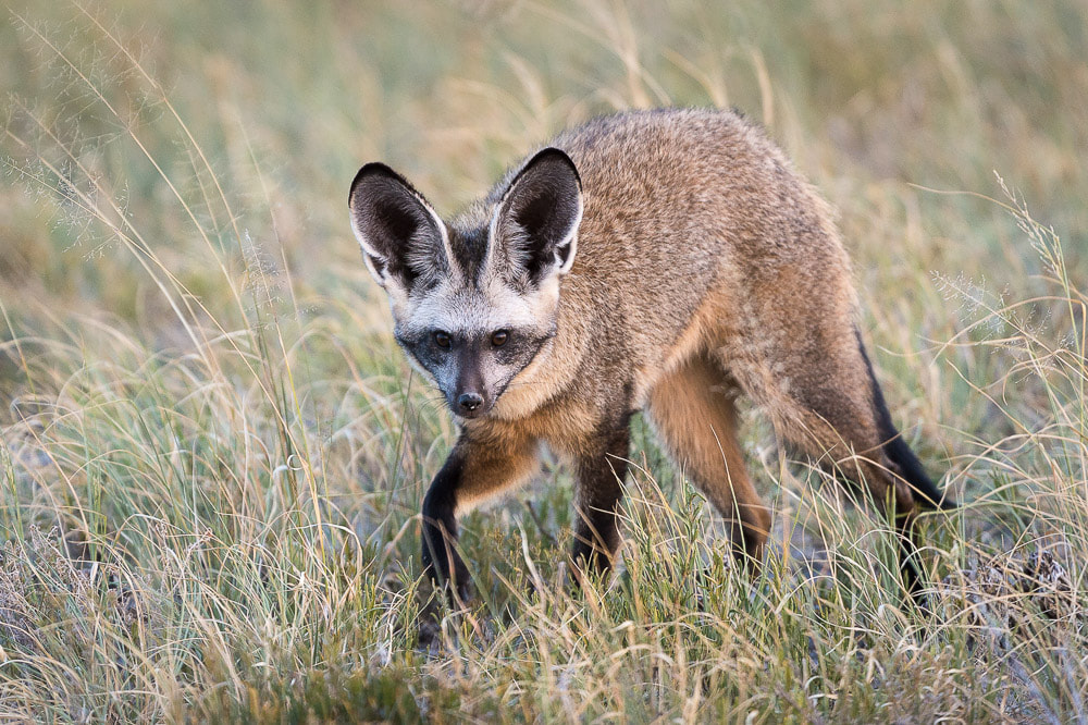 Botswana game reserves: bat-eared fox in the Kgalagadi Transfrontier Park Botswana