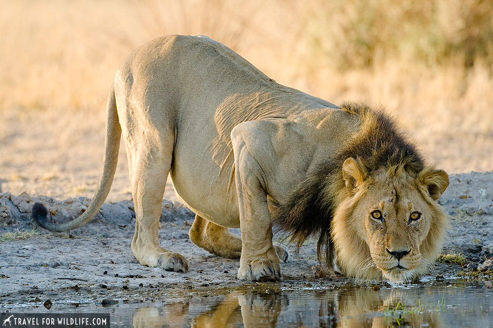 Kalahari lion - a perfect Botswana safari