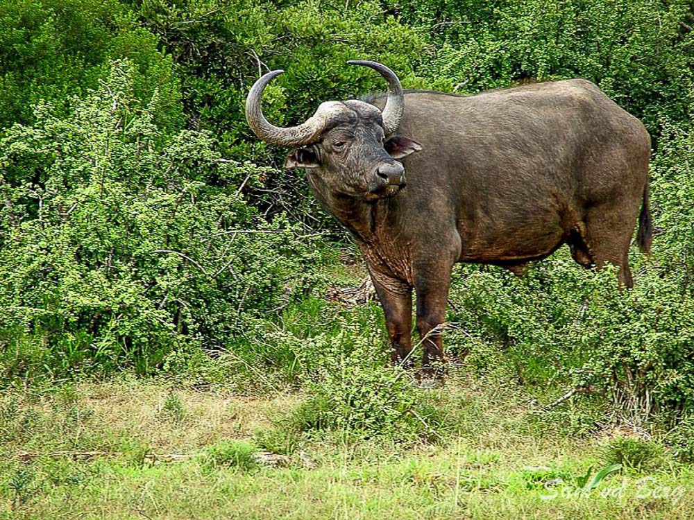 Wildlife of the Baviaanskloof: buffalo