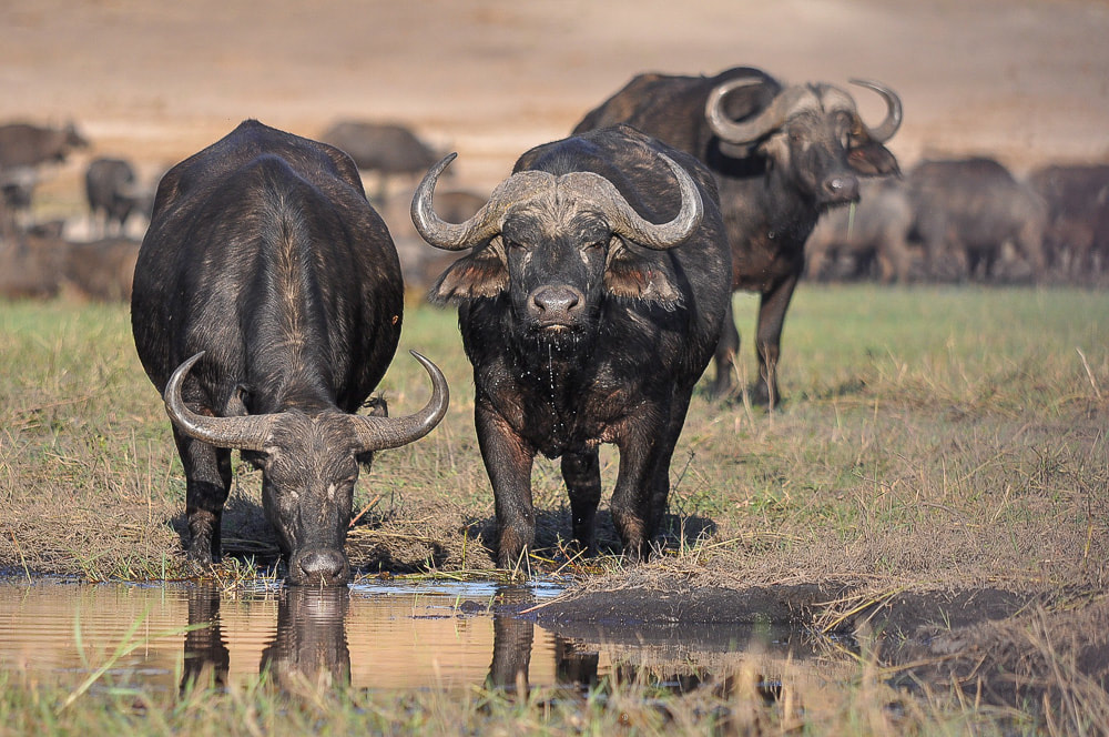 Buffaloes drinking