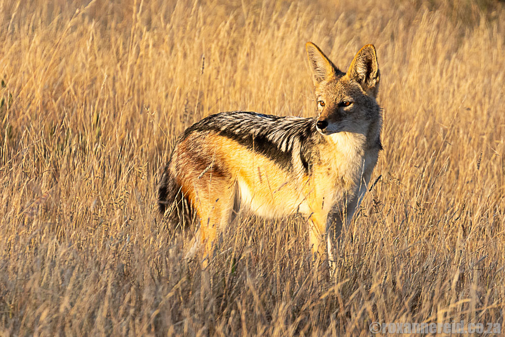 Black-backed jackal, Etosha National Park
