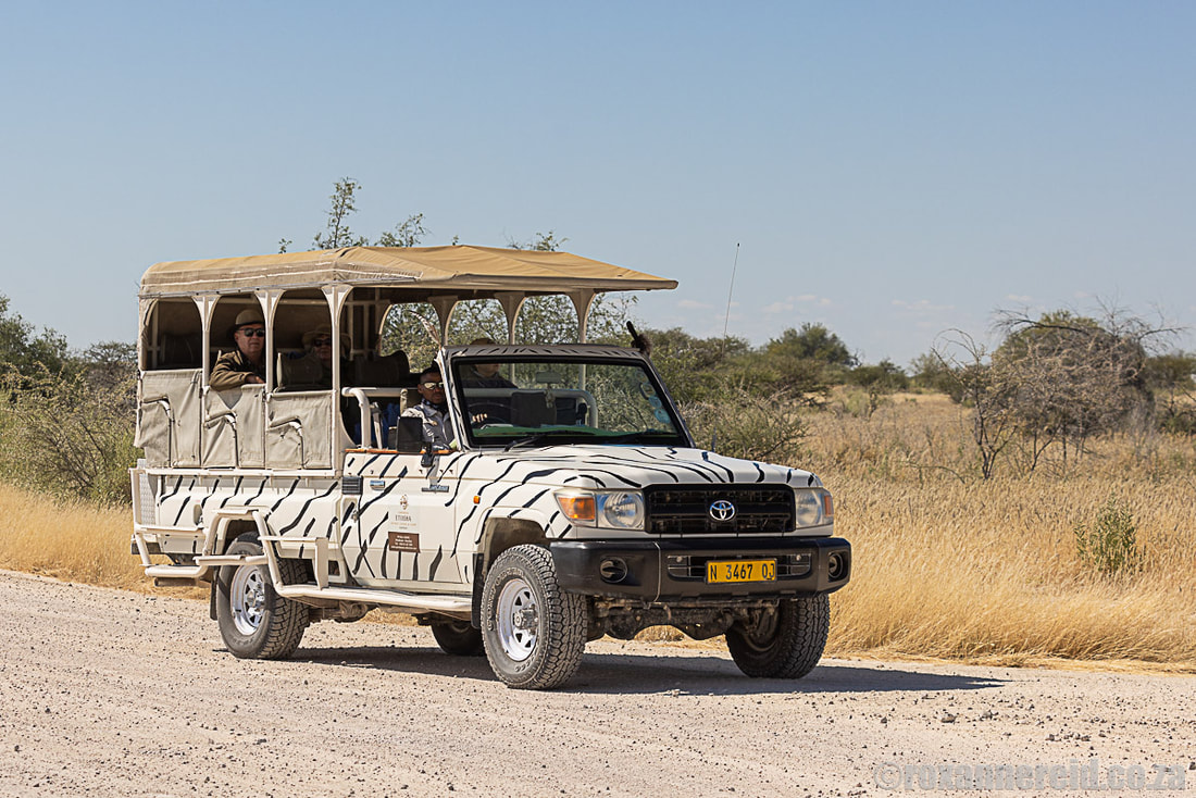 Guided game drive into Etosha National Park