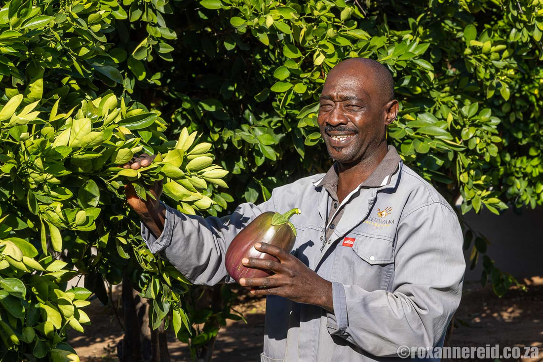 Erro Pandeni-Ilonga, in charge of the walled vegetable gardens at Damara Mopane Lodge