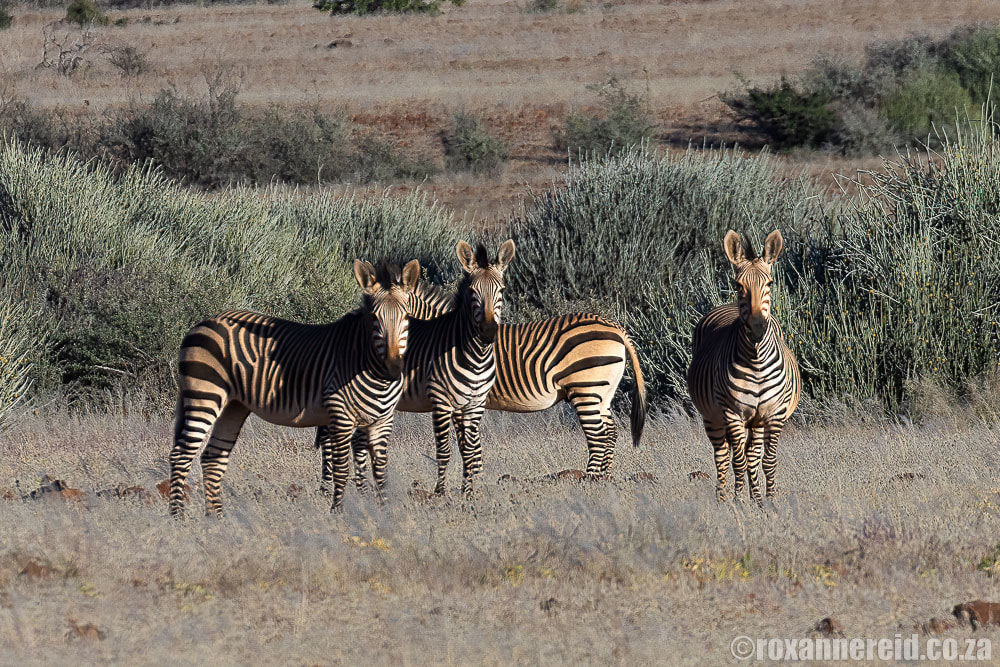 Palmwag Concession: Hartmann's mountain zebras