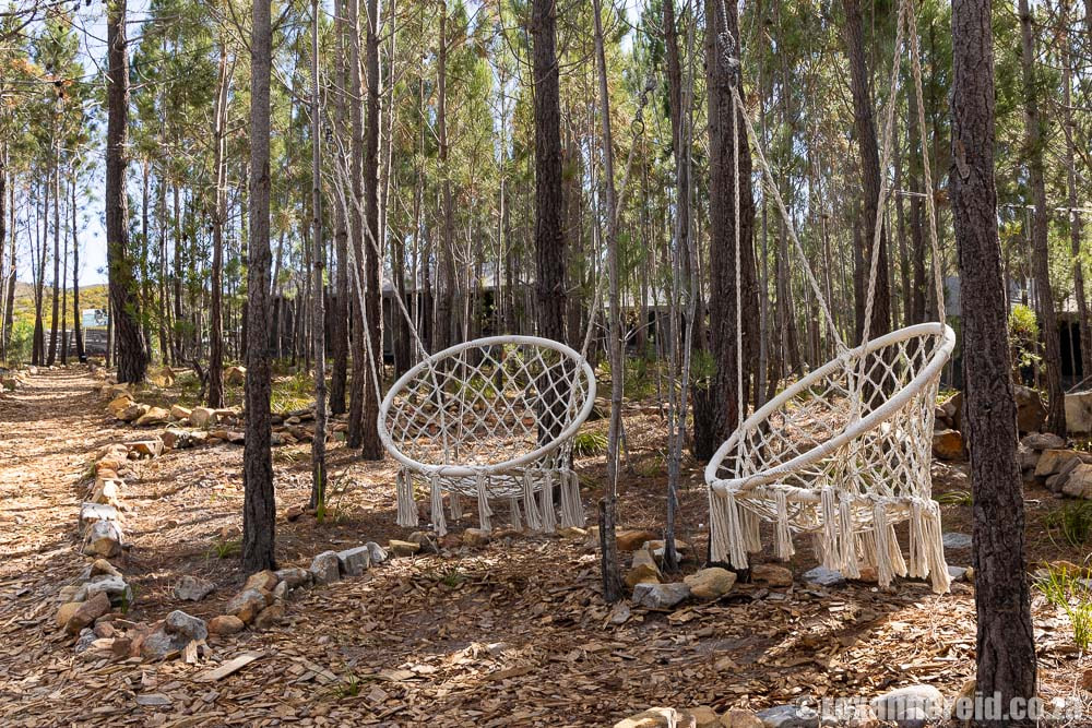Hanging chairs in a pine forest
