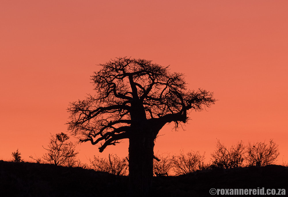 Baobab tree, Mapungubwe National Park