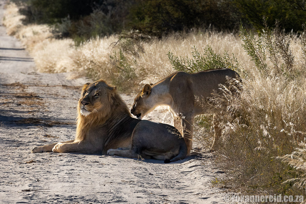 Lions, Etosha National Park
