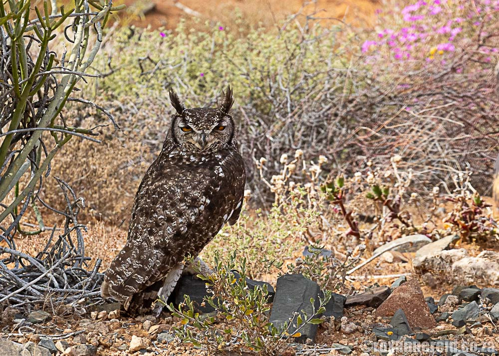 Tankwa Karoo bird-watching: eagle owl